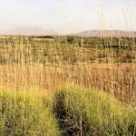 View of Mount Sonder through Spinifex