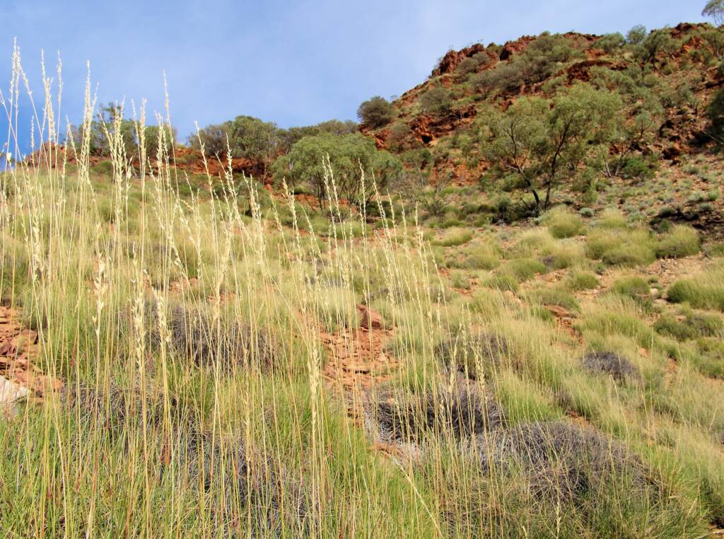 Spinifex / Triodia schinzii, West MacDonnell Ranges, NT