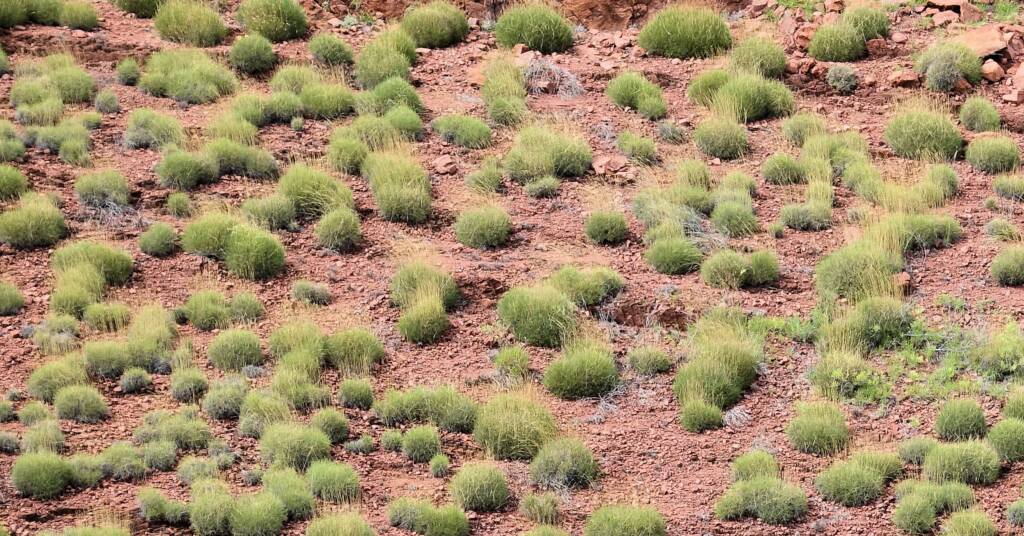 Hummock grassland - Spinifex / Triodia, West MacDonnell Ranges, NT