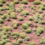Hummock grassland - Spinifex / Triodia, West MacDonnell Ranges, NT