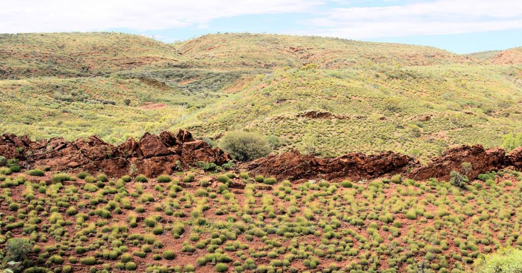 Hummock grassland - Spinifex / Triodia, West MacDonnell Ranges, NT
