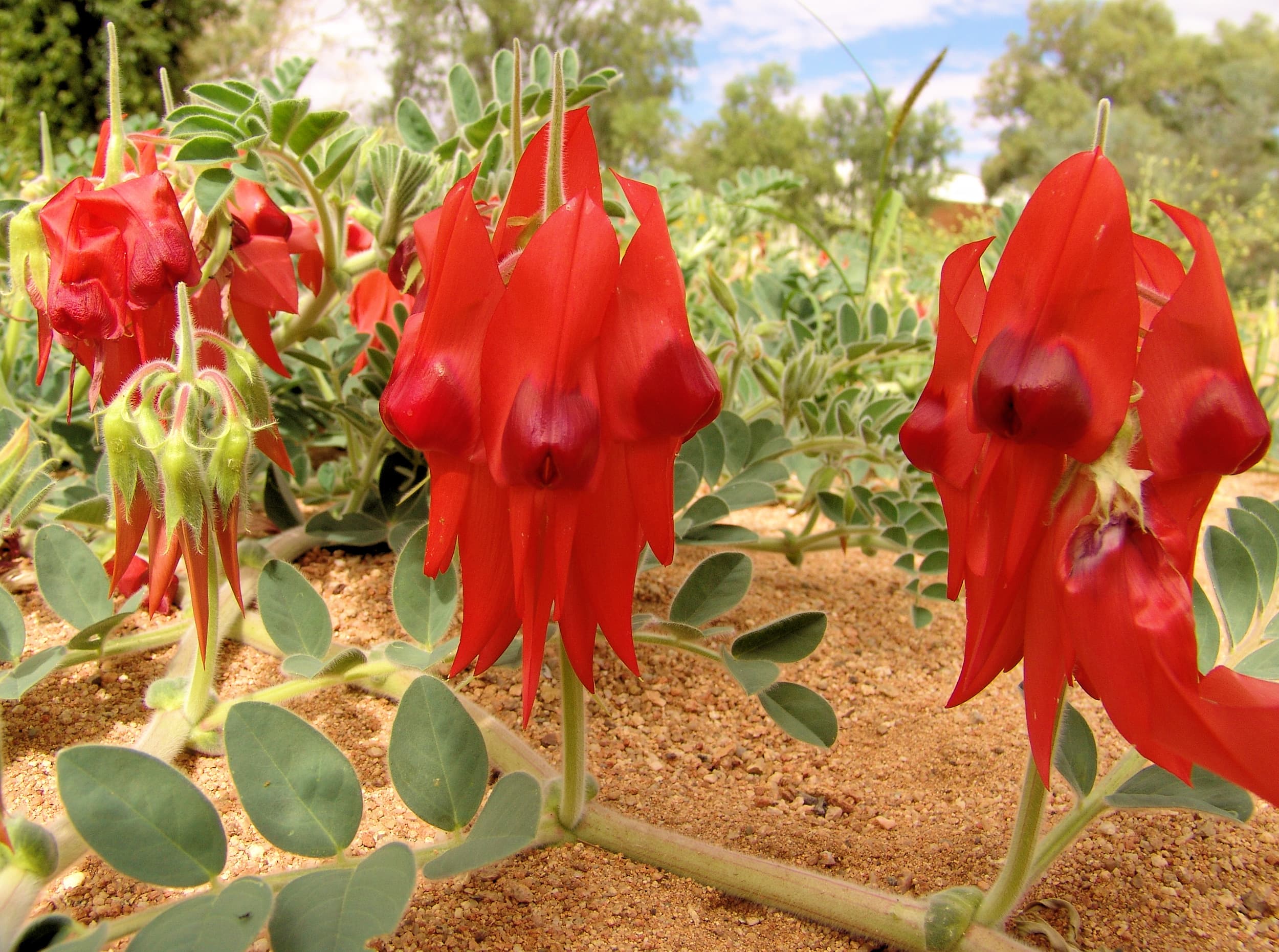 Sturt's Desert Pea (northern form)