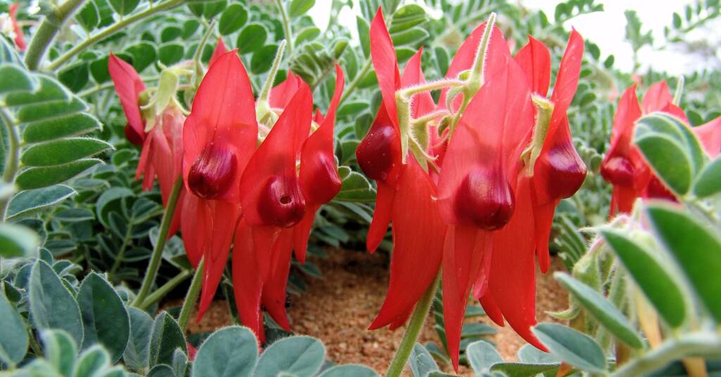 Sturt's Desert Pea (Swainsona formosa)