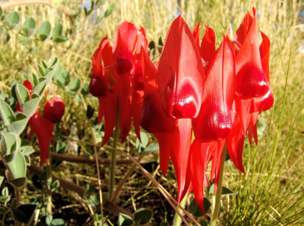 Sturt's Desert Pea (northern form)