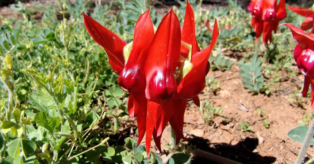Sturt's Desert Pea (Swainsona formosa)