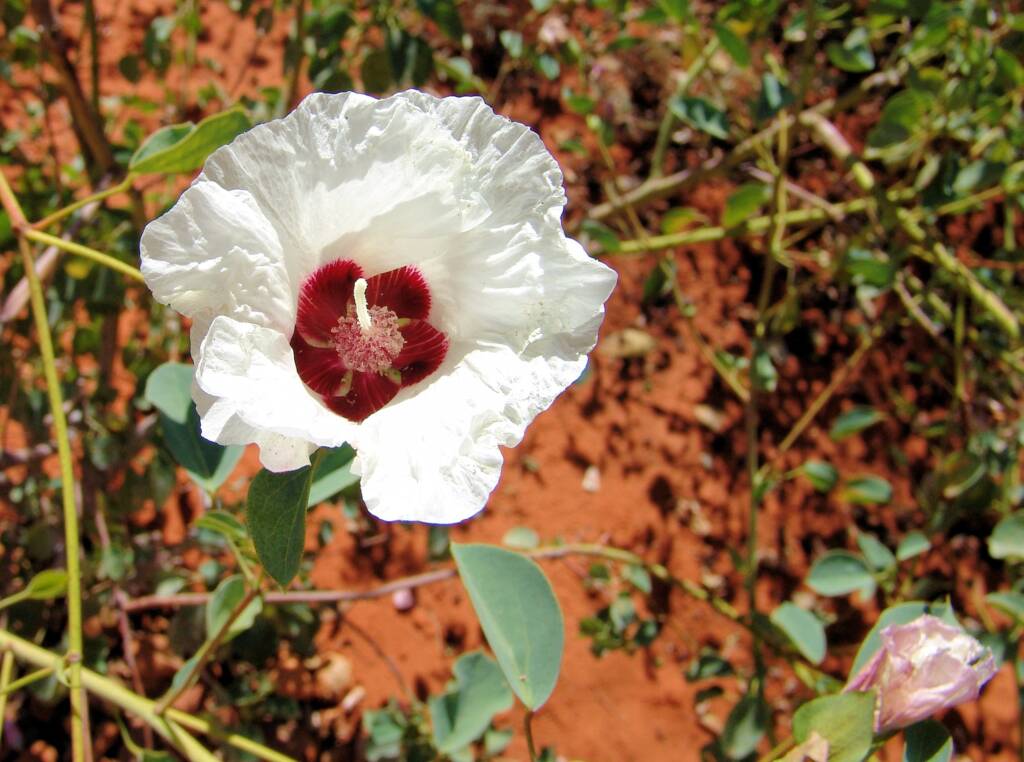 Sturt's Desert Rose (Gossypium sturtianum