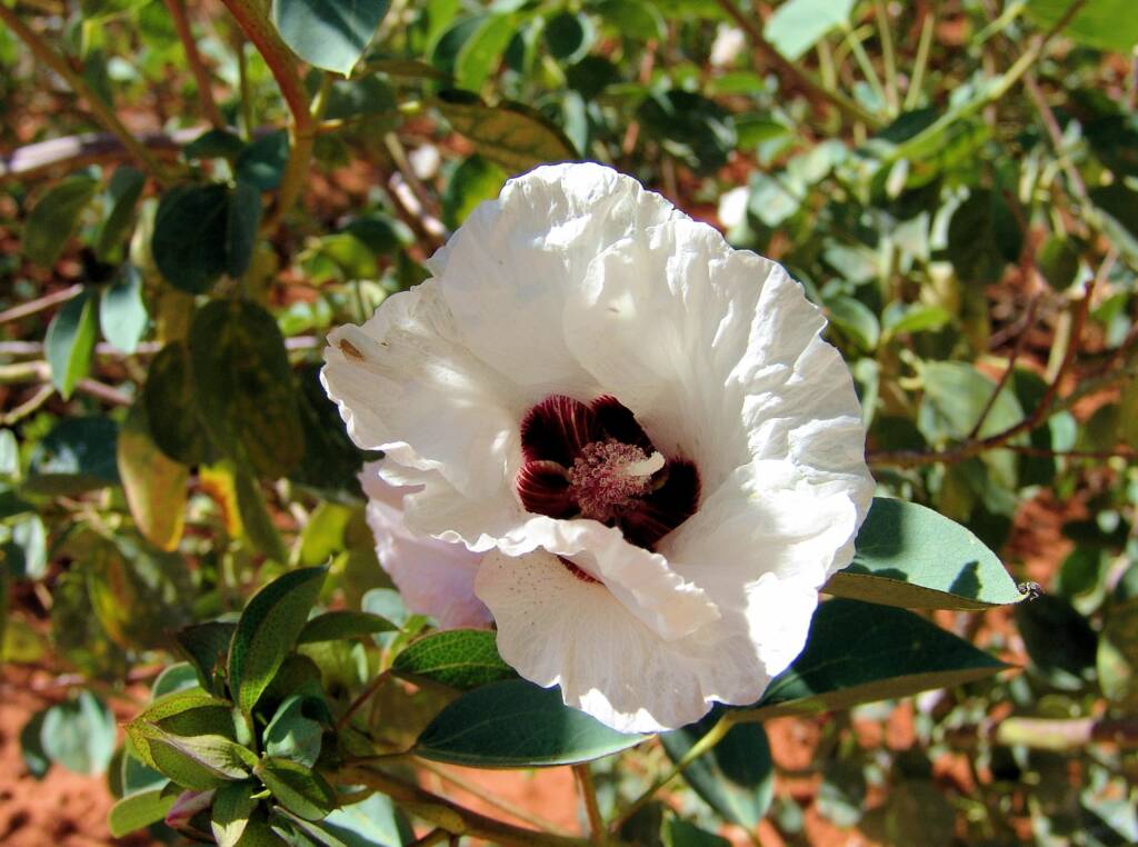 Sturt's Desert Rose (Gossypium sturtianum
