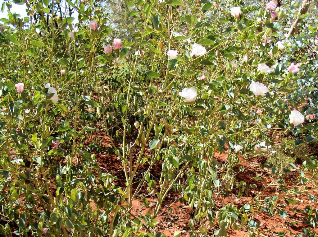 Sturt's Desert Rose (Gossypium sturtianum