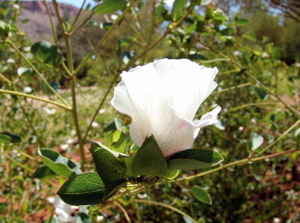 Sturt's Desert Rose (Gossypium sturtianum