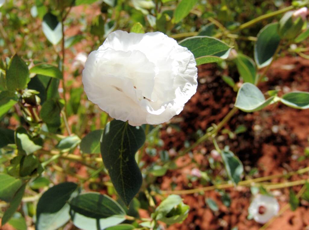 Sturt's Desert Rose (Gossypium sturtianum