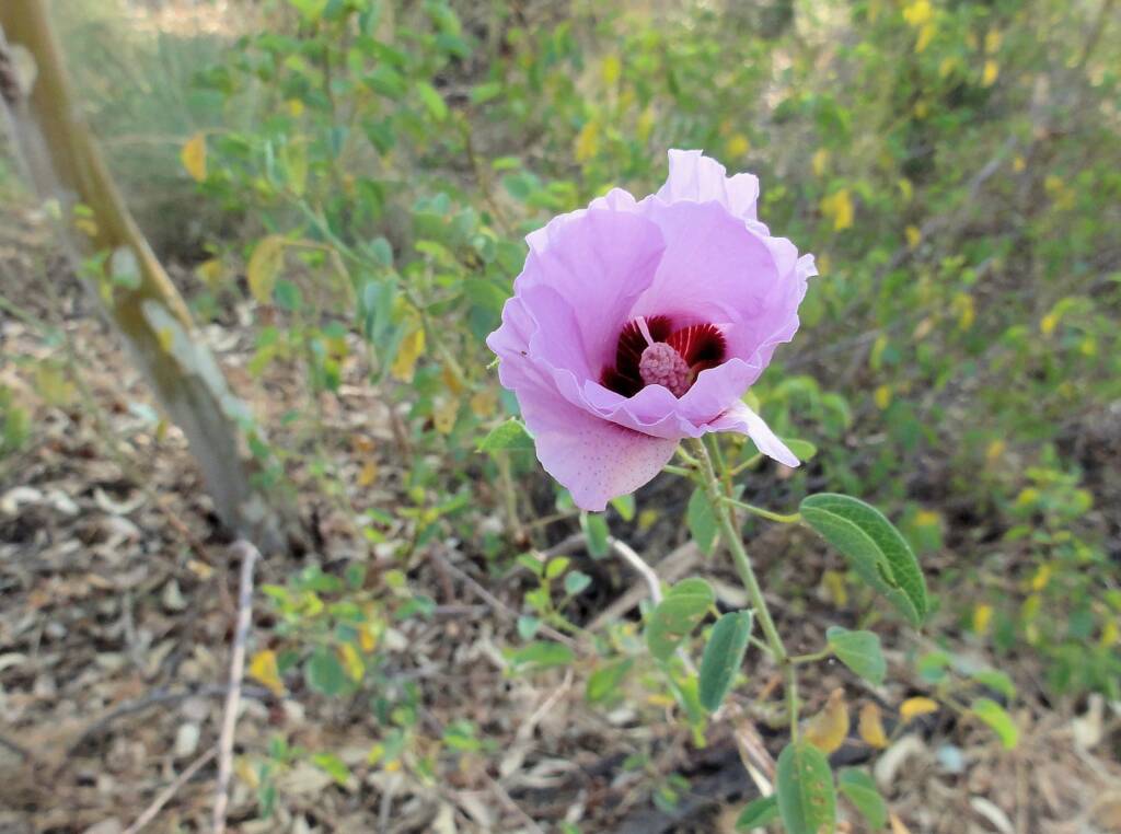 Sturt's Desert Rose (Gossypium sturtianum