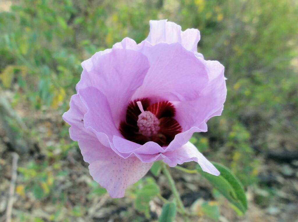 Sturt's Desert Rose (Gossypium sturtianum