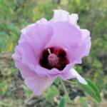 Sturt's Desert Rose (Gossypium sturtianum