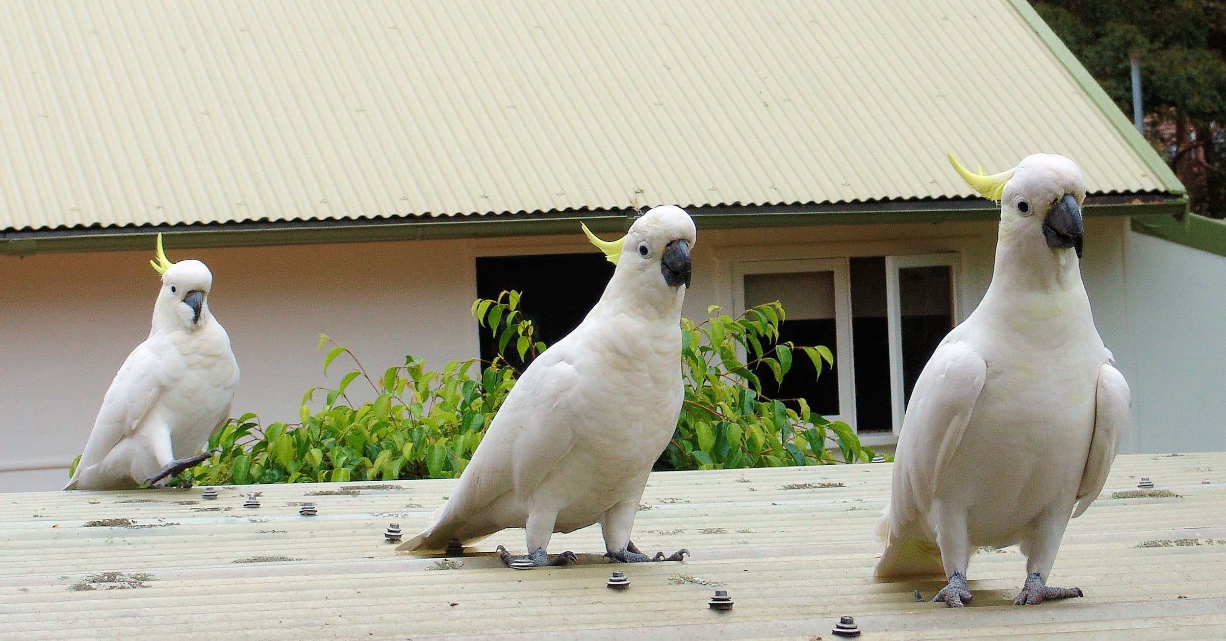 Backyard Wildlife…