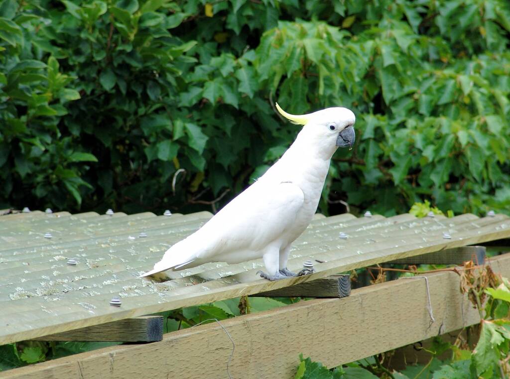 Sulphur-crested Cockatoo in my mum and dad's backyard.