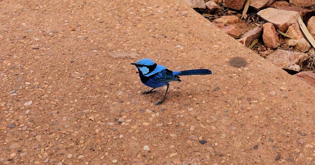 Splendid fairywren (Malurus splendens)