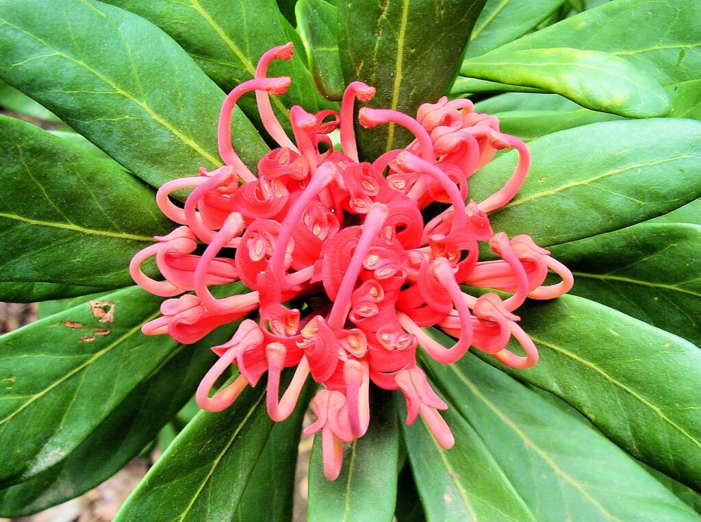 Tasmanian Waratah (Telopea truncata)