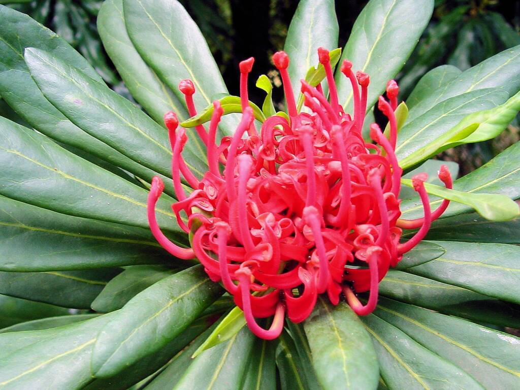 Tasmanian Waratah (Telopea truncata)