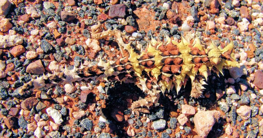 Thorny Devil (Moloch horridus)
