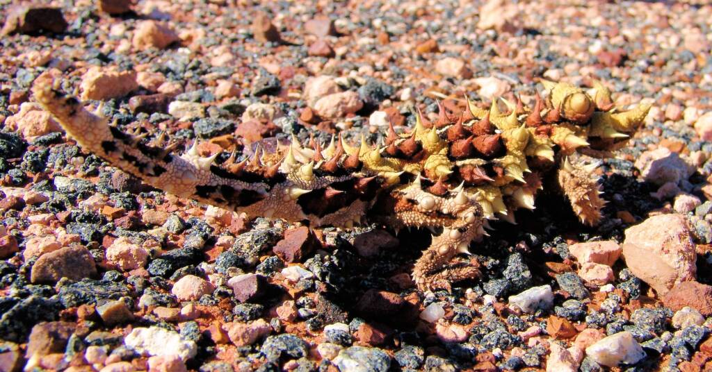 Thorny Devil (Moloch horridus)