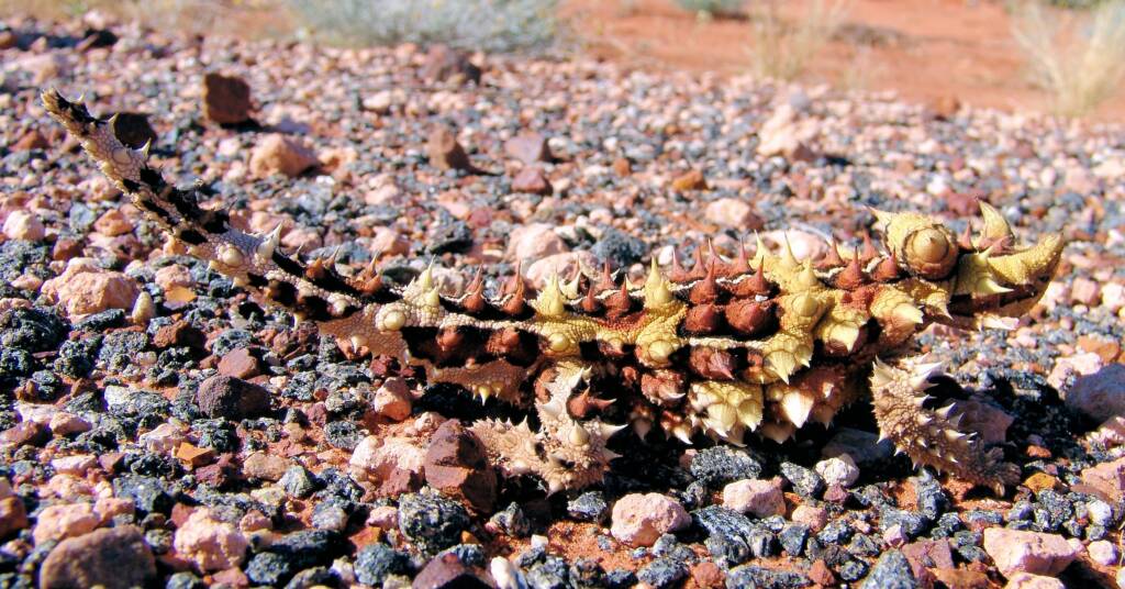 Thorny Devil (Moloch horridus)