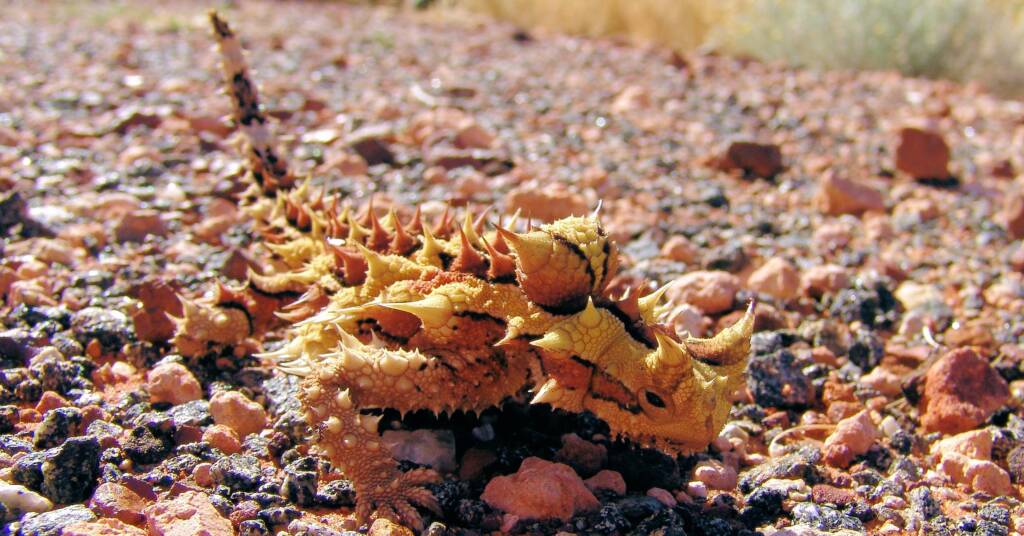 Thorny Devil (Moloch horridus)