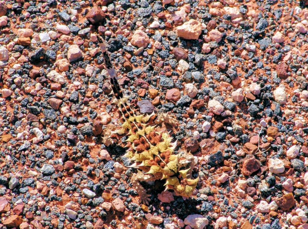 Thorny Devil (Moloch horridus)