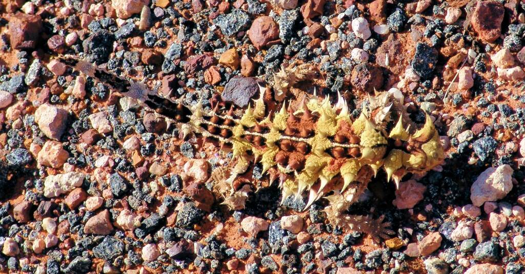 Thorny Devil (Moloch horridus)