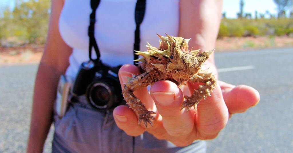 Thorny Devil (Moloch horridus)