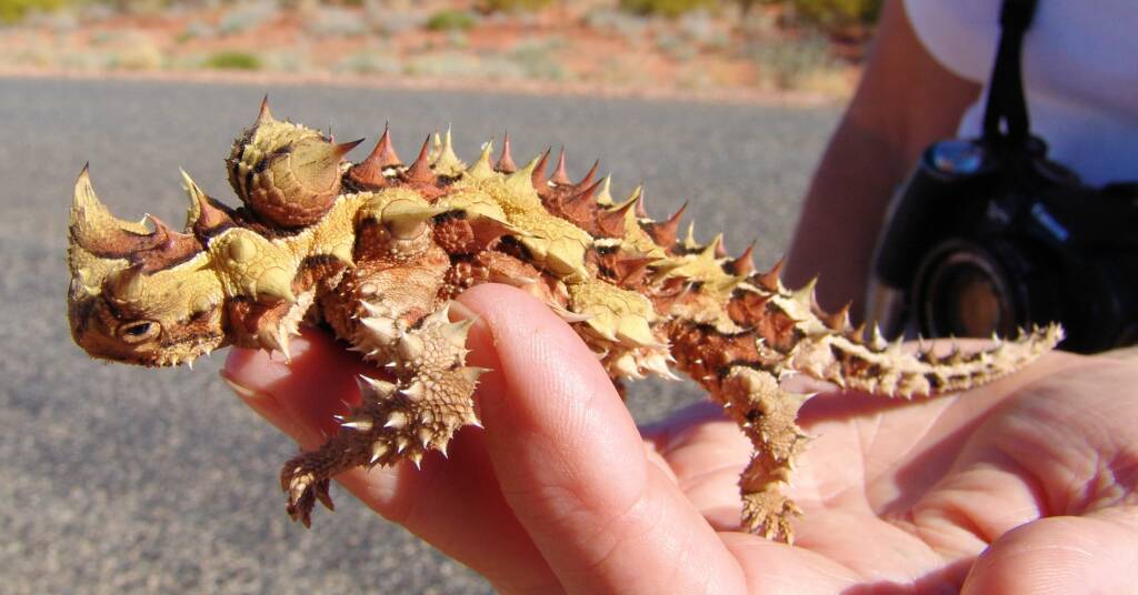 Thorny Devil (Moloch horridus)