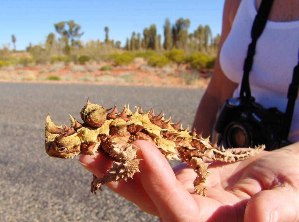 Thorny Devil (Moloch horridus)