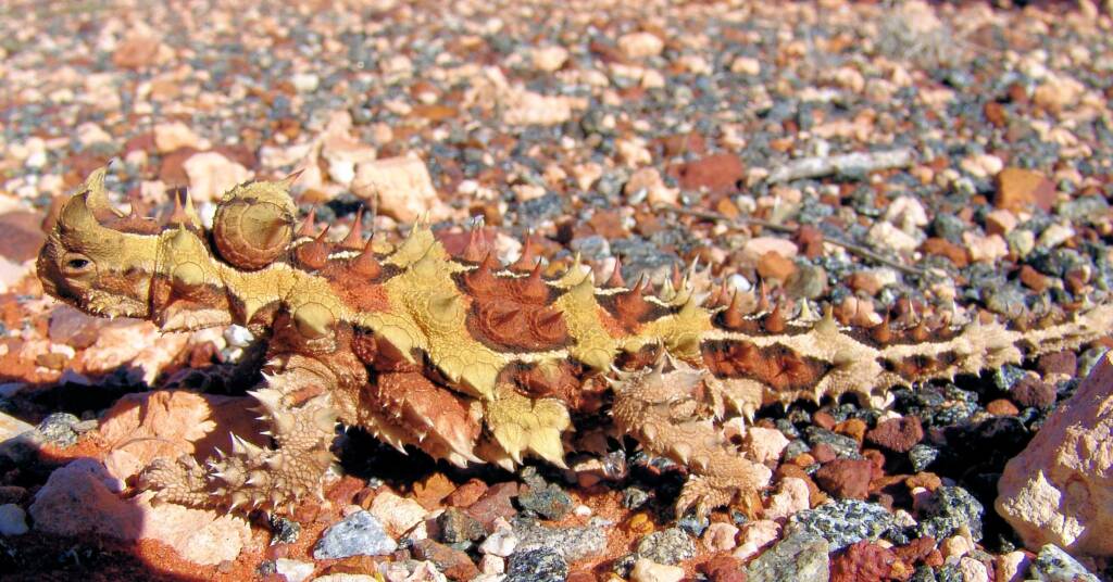 Thorny Devil (Moloch horridus)
