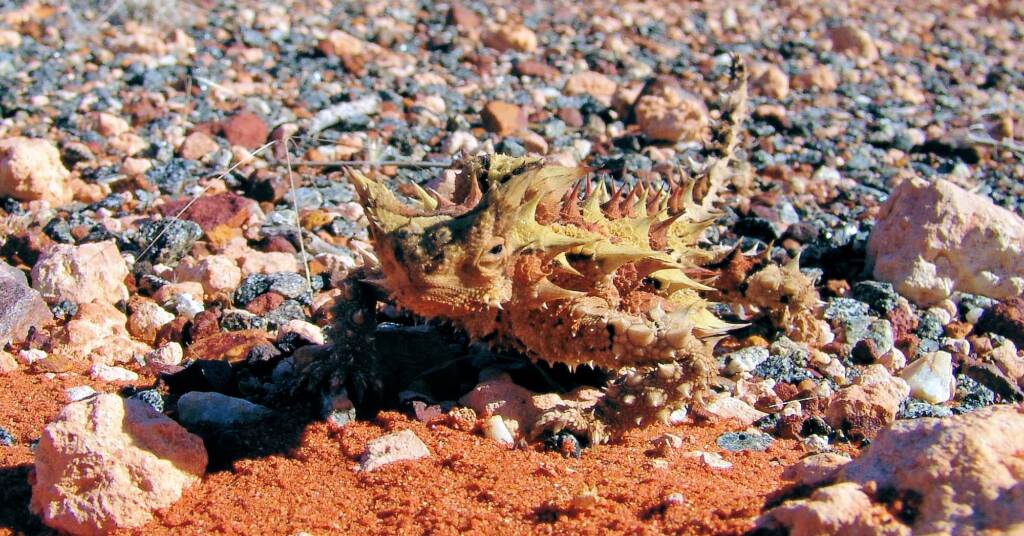 Thorny Devil (Moloch horridus)
