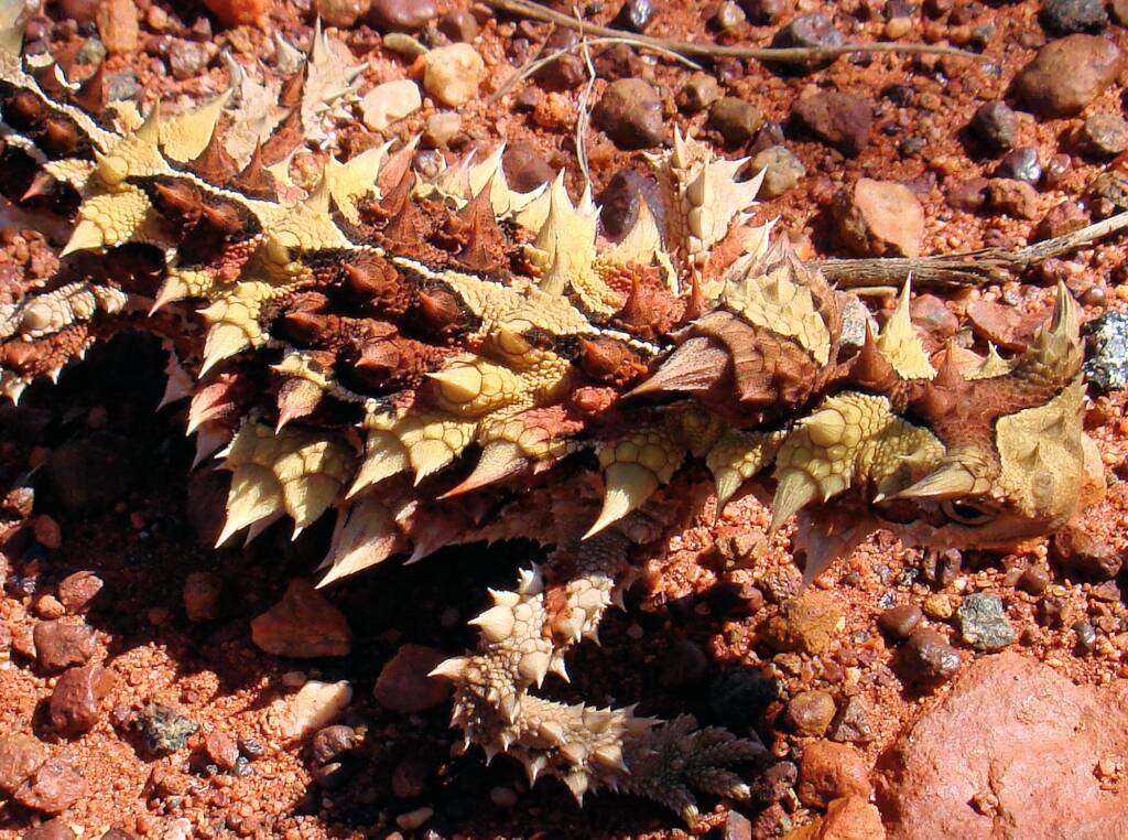 Thorny devil (Moloch horridus) © CK Leel