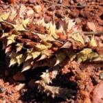 Thorny devil (Moloch horridus) © CK Leel