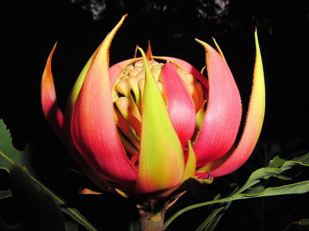 Waratah (Telopea speciosissima)