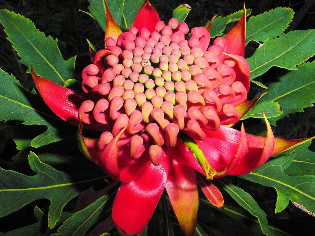 Waratah (Telopea speciosissima)