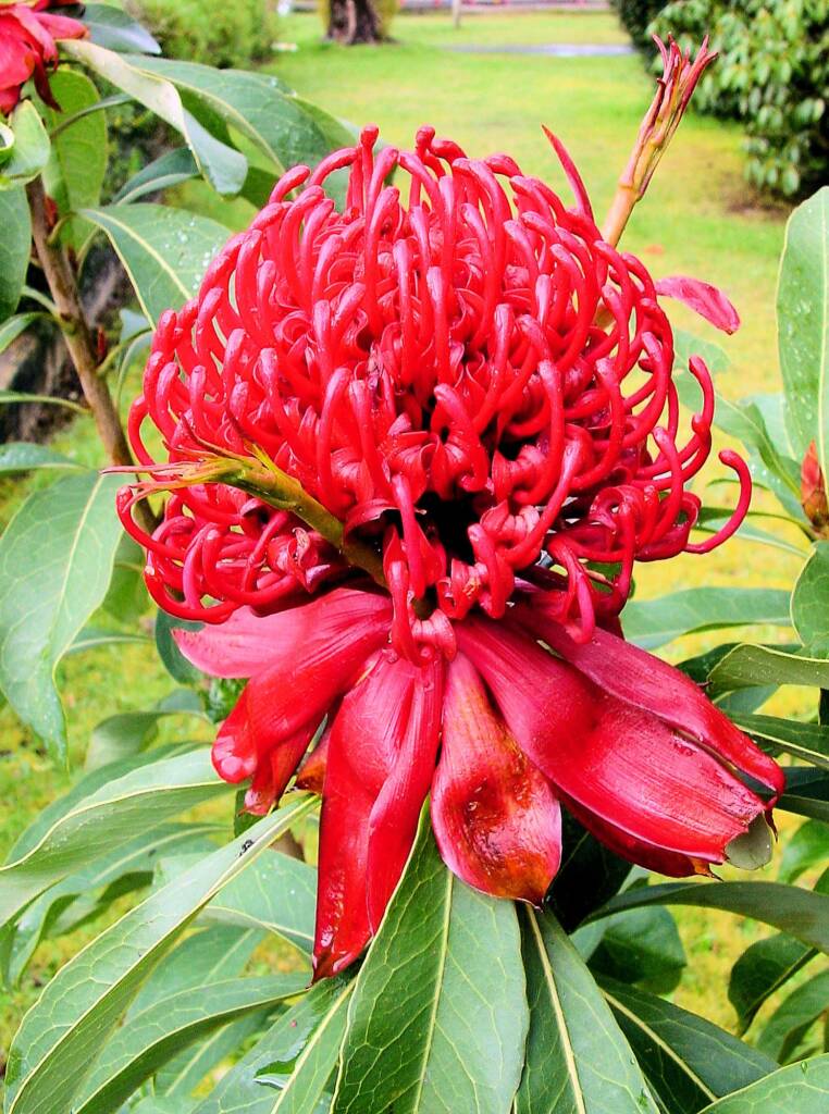 Waratah (Telopea speciosissima)