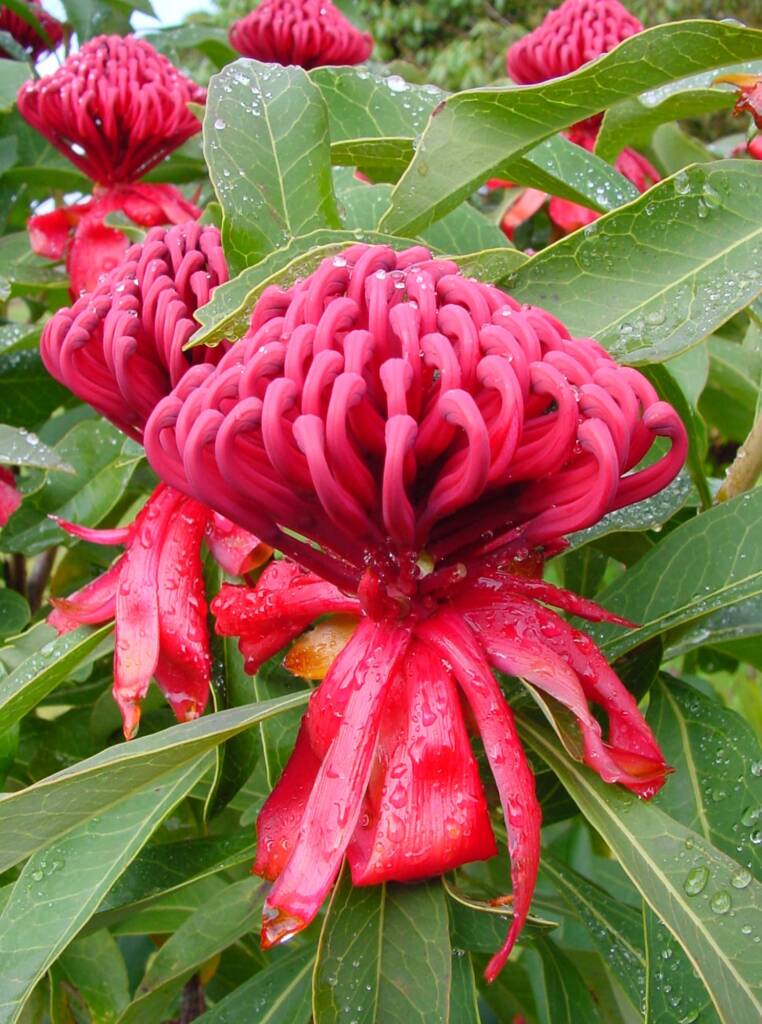 Waratah (Telopea speciosissima)