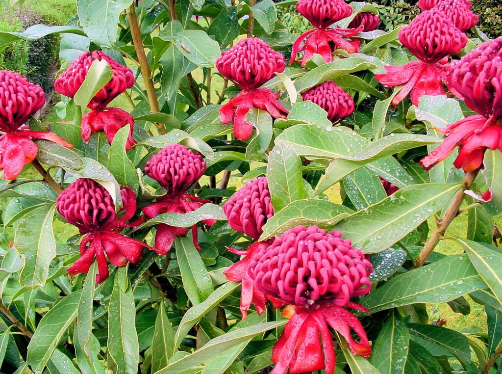 Waratah (Telopea speciosissima)