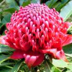 Waratah (Telopea speciosissima)