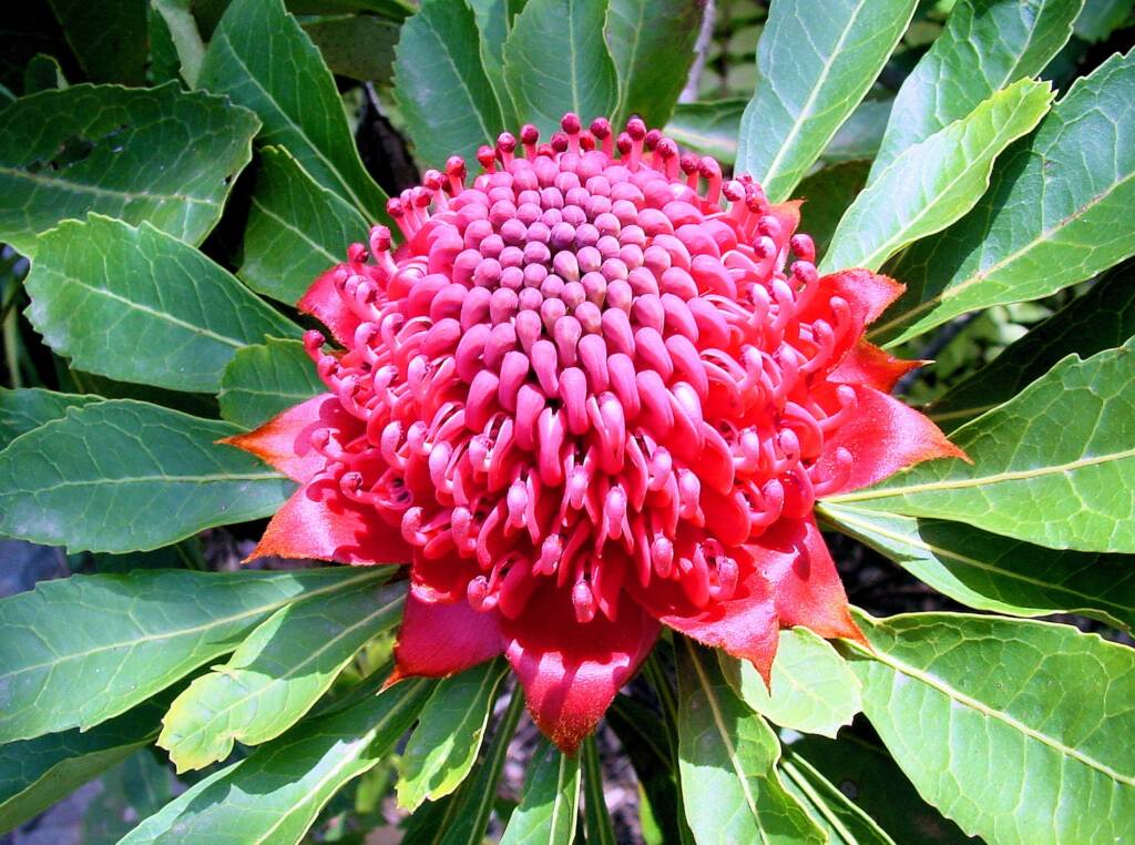 Waratah (Telopea speciosissima)