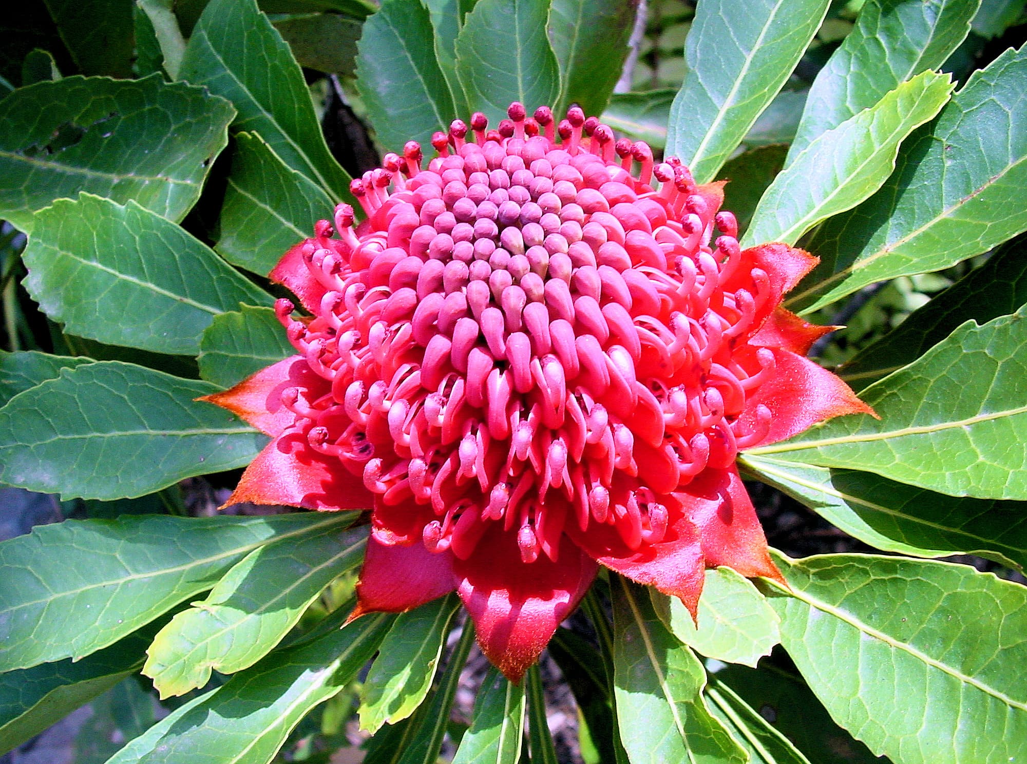 Waratah (Telopea speciosissima)