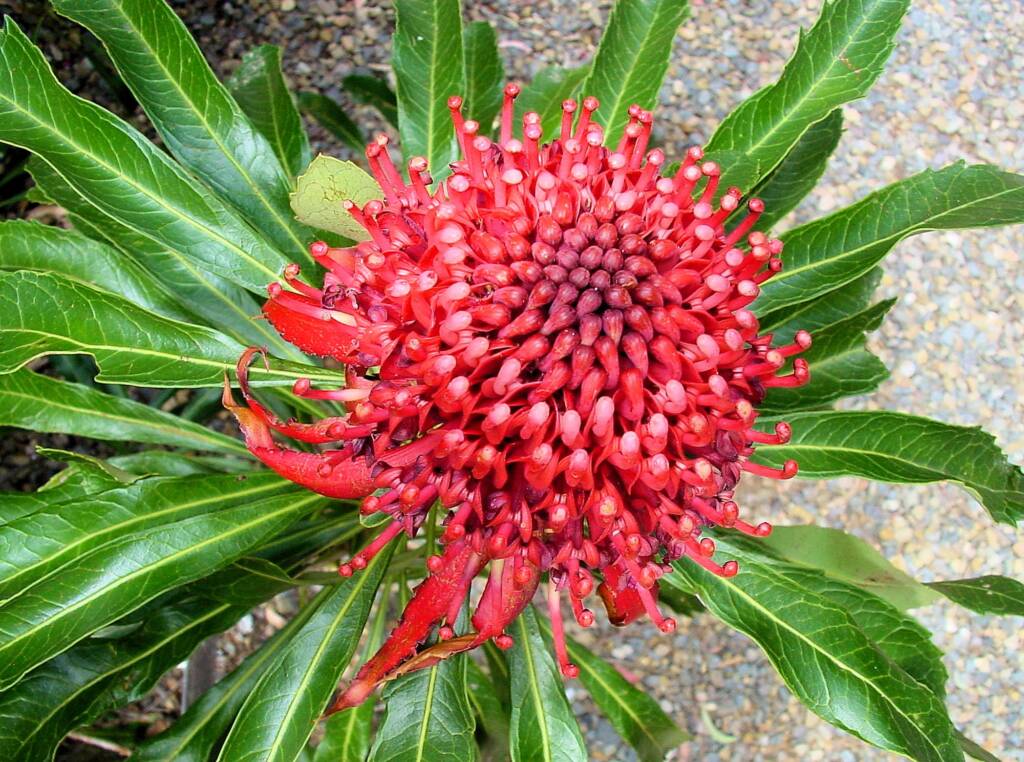 Waratah (Telopea speciosissima)