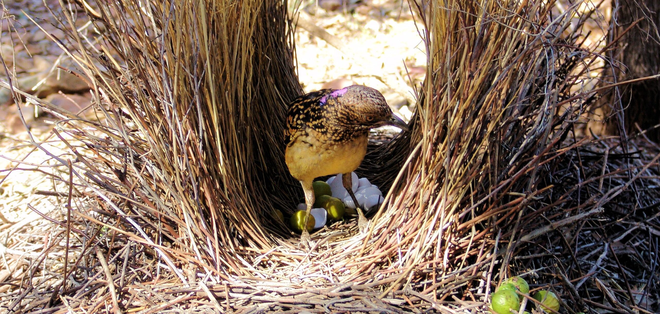 Treasures of our Western Bowerbird