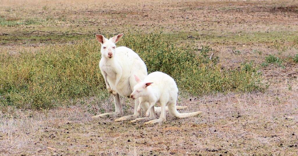 White Western Grey Kangaroo (Macropus fuliginosus)