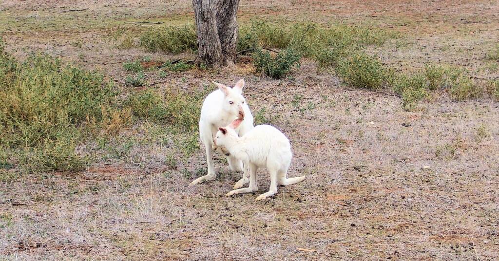 White Western Grey Kangaroo (Macropus fuliginosus)