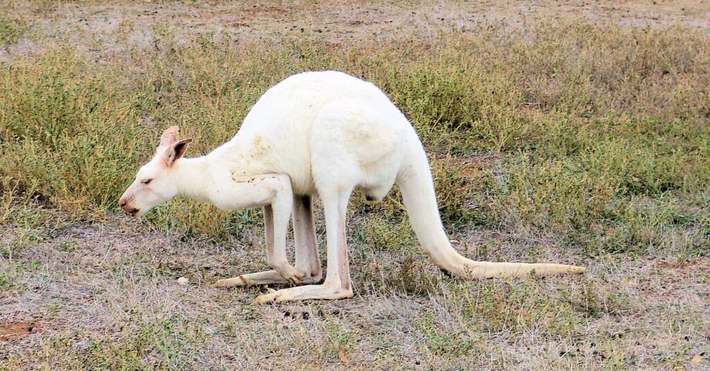 White Western Grey Kangaroo (Macropus fuliginosus)