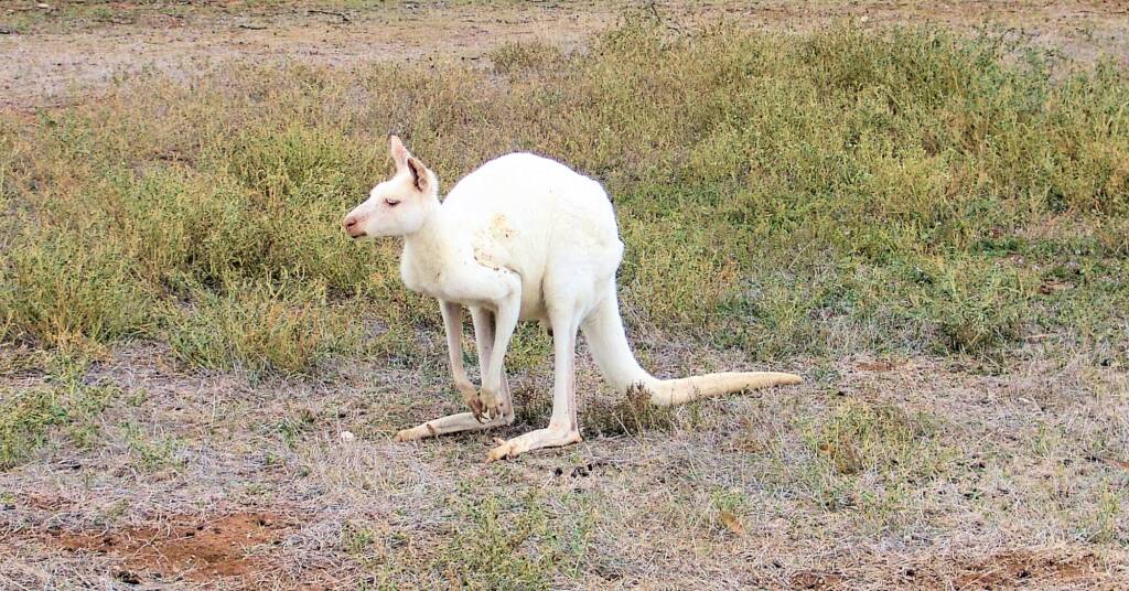 White Western Grey Kangaroo (Macropus fuliginosus)
