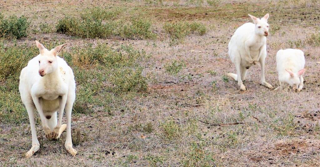 White Western Grey Kangaroo (Macropus fuliginosus)